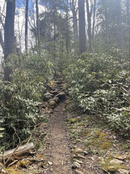 A narrow dirt path winds through a lush, green forest with tall trees and rocky terrain.