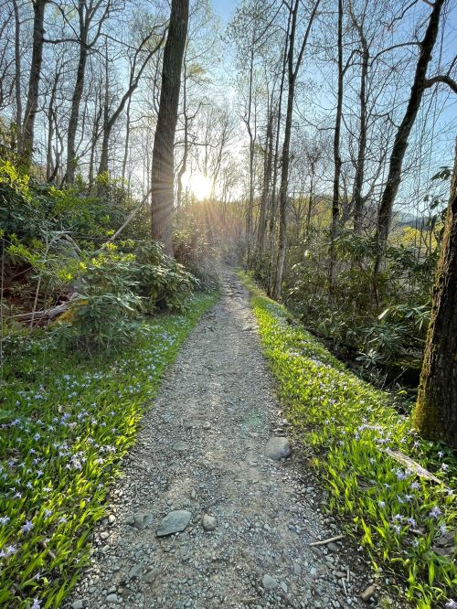 A sunlit path through a forest, lined with greenery and wildflowers, leading into the distance.