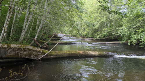 A serene river flows through a lush green forest, with gentle waterfalls cascading over moss-covered rocks.