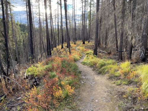 A winding dirt path through a forest with tall trees and colorful underbrush, under a partly cloudy sky.
