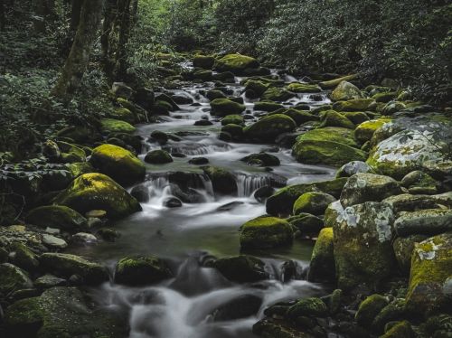 A serene stream flows over moss-covered rocks, surrounded by lush greenery in a tranquil forest setting.