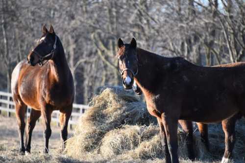 Two horses stand near a haystack in a field, with trees in the background and a fence visible.