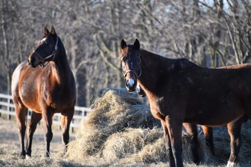 Two horses stand near a haystack in a field, with trees in the background and a fence visible.