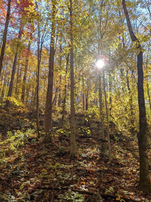 Sunlight filters through vibrant autumn leaves in a serene forest, casting a warm glow on the woodland floor.
