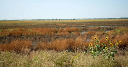 A vast marshland with tall grasses and patches of sunflowers in the foreground under a clear blue sky.