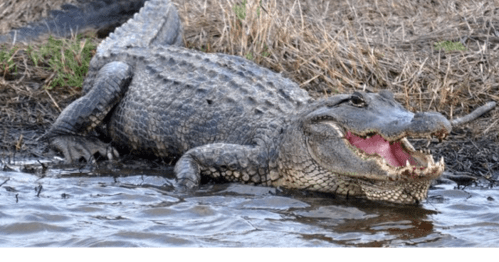 A large alligator resting on the bank of a muddy waterway, with its mouth open and teeth visible.