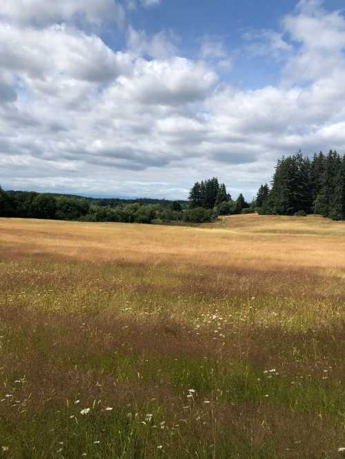 A wide, grassy field with tall golden grass under a partly cloudy sky, surrounded by trees in the distance.