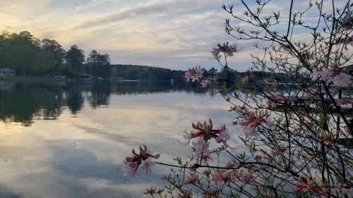 A serene lake at sunset, framed by blooming flowers and trees, reflecting soft colors in the water.