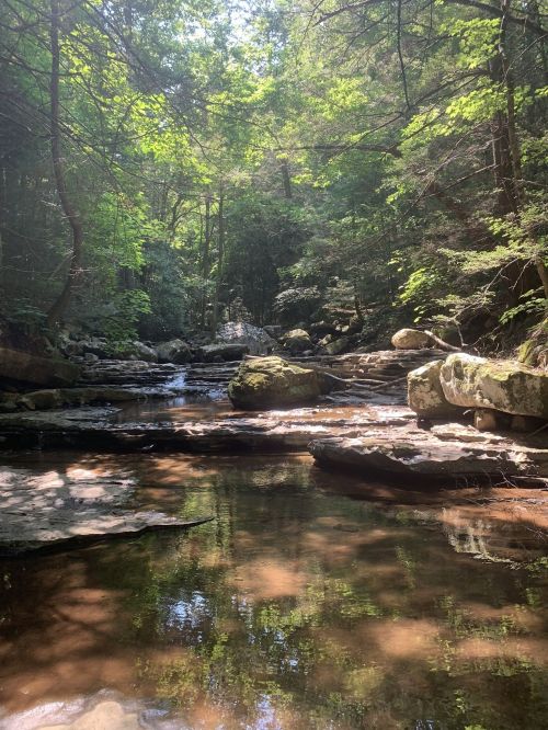 A serene forest scene with a clear stream, rocks, and sunlight filtering through lush green trees.