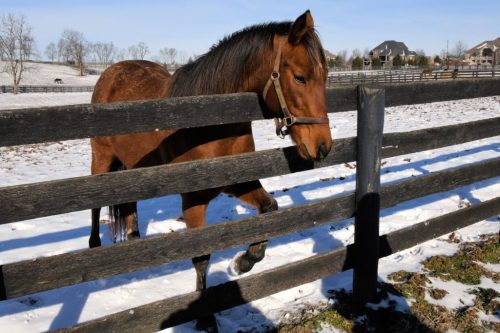 A brown horse walking through a snowy field, approaching a wooden fence with houses in the background.
