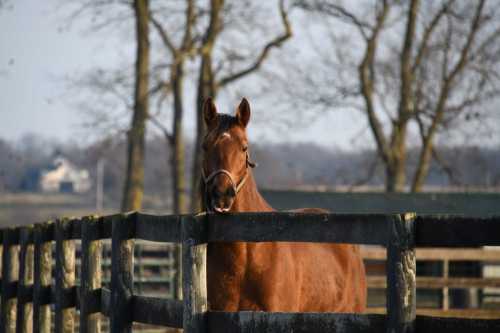 A brown horse stands by a wooden fence, with trees and a distant house in the background on a clear day.