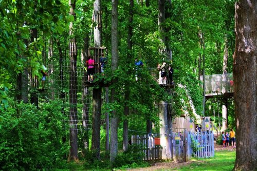 A vibrant forest with people on elevated ropes courses among tall trees, surrounded by lush greenery.