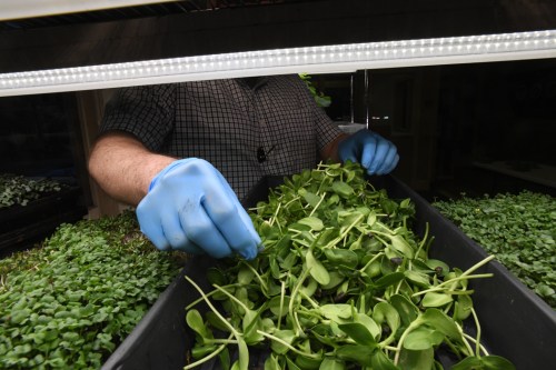 A person in blue gloves is harvesting microgreens from a tray in a well-lit indoor garden.