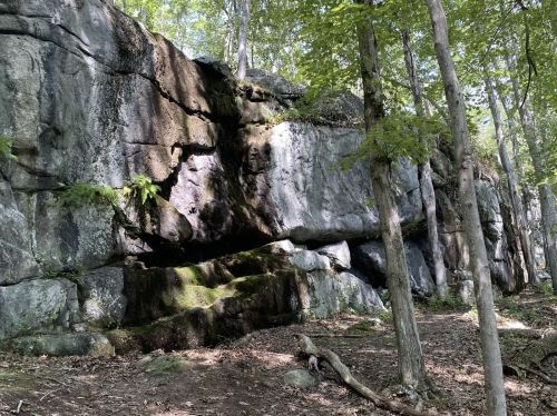 A large moss-covered rock formation surrounded by trees in a forested area.