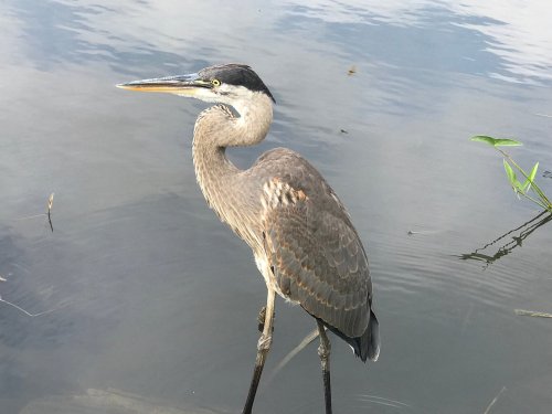 A great blue heron stands by the water, showcasing its long neck and sharp beak against a calm, reflective surface.