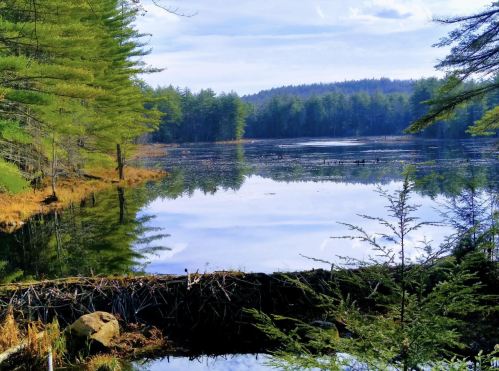 A serene lake surrounded by lush green trees and distant hills, reflecting the sky and nature's beauty.