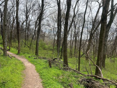 A winding dirt path through a lush green forest with bare trees and a cloudy sky above.