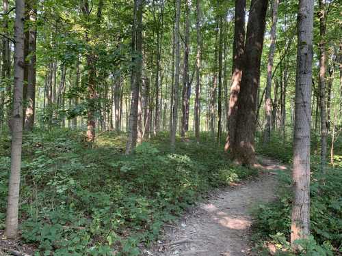 A serene forest scene with tall trees and a winding dirt path surrounded by lush greenery.