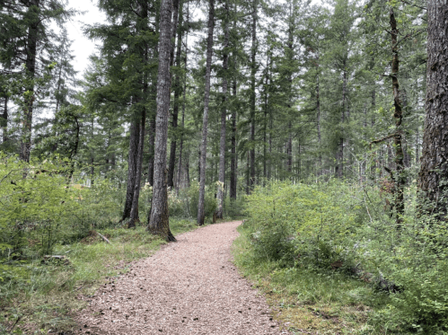 A winding gravel path through a lush green forest with tall trees and dense underbrush.