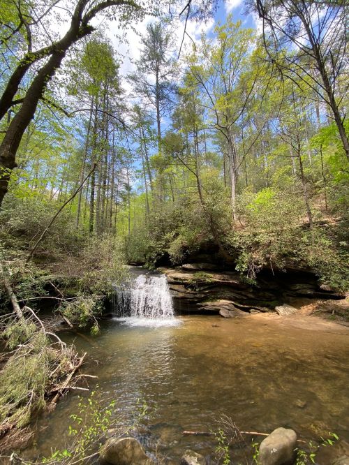 A serene forest scene featuring a small waterfall cascading into a clear pool, surrounded by lush greenery and trees.