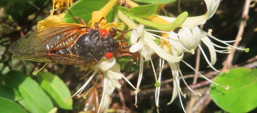 A close-up of a cicada perched on white flowers with green leaves in the background.