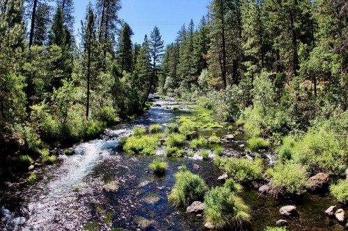 A serene river flows through a lush green forest, surrounded by trees and vibrant vegetation under a clear blue sky.