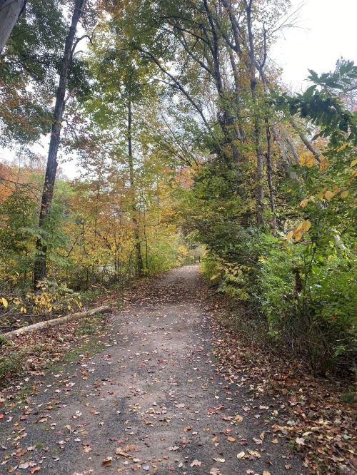 A serene forest path lined with trees displaying autumn foliage and scattered fallen leaves.