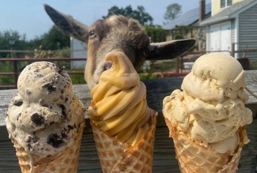 A goat peeks over a fence at three ice cream cones in front of it, featuring different flavors.