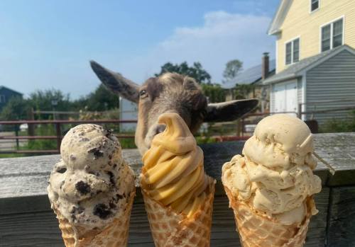 A goat peeks over a fence at three ice cream cones in front of a farm setting.