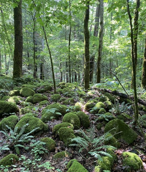Lush green forest with moss-covered rocks and ferns, sunlight filtering through tall trees.