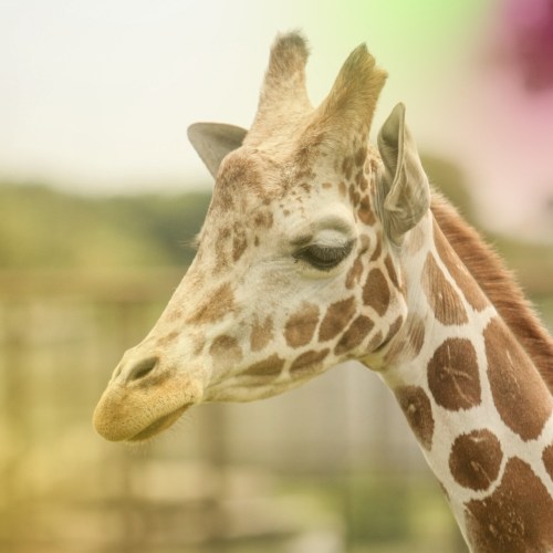 Close-up of a giraffe's head, showcasing its distinctive spots and long neck against a soft, colorful background.