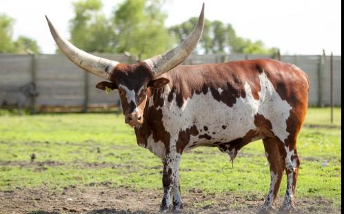 A brown and white spotted cow with long horns stands in a grassy field, with a wooden fence in the background.