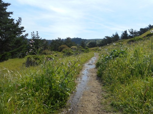 A winding dirt path through lush green grass and wildflowers, surrounded by trees under a clear blue sky.