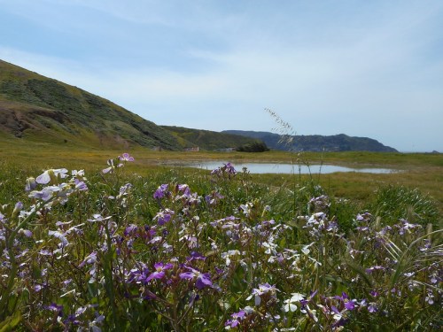 A scenic landscape featuring colorful wildflowers in the foreground, with a serene pond and rolling hills in the background.