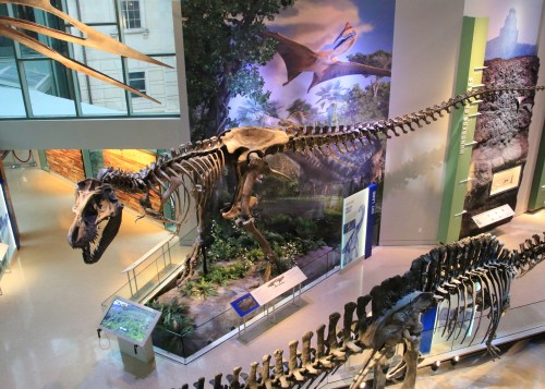 A large dinosaur skeleton displayed in a museum, surrounded by informative panels and a naturalistic backdrop.