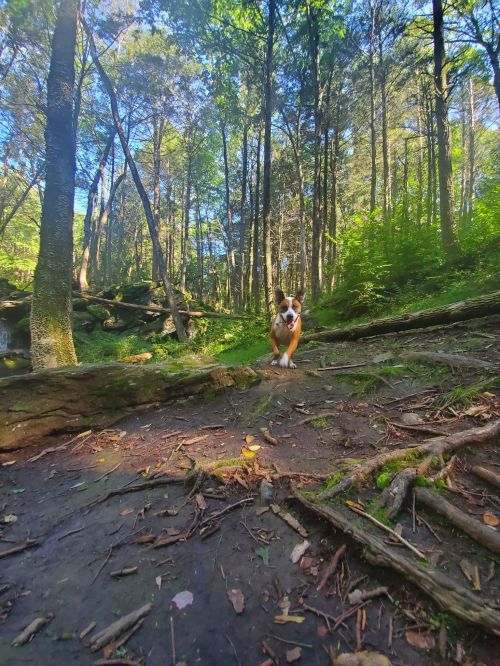 A dog stands on a forest path surrounded by tall trees and lush greenery, with sunlight filtering through the leaves.