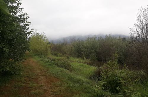 A misty landscape featuring a path lined with greenery and trees, leading towards fog-covered mountains in the distance.