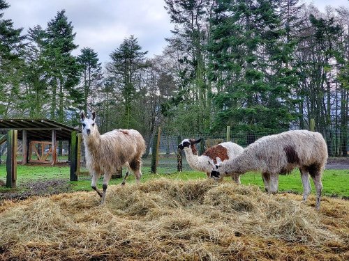 Three llamas stand on a hay mound in a grassy area, surrounded by trees and a fenced enclosure.