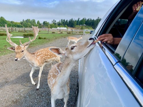 A deer reaches into a car window for food, while two other deer stand nearby in a grassy area.