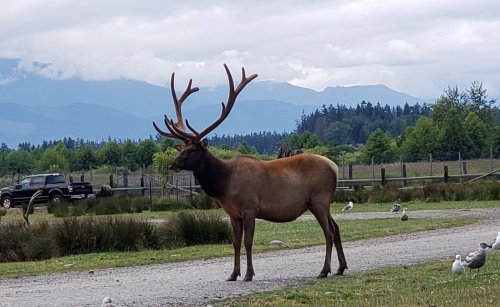 A majestic elk with large antlers stands on a gravel path, surrounded by greenery and mountains in the background.