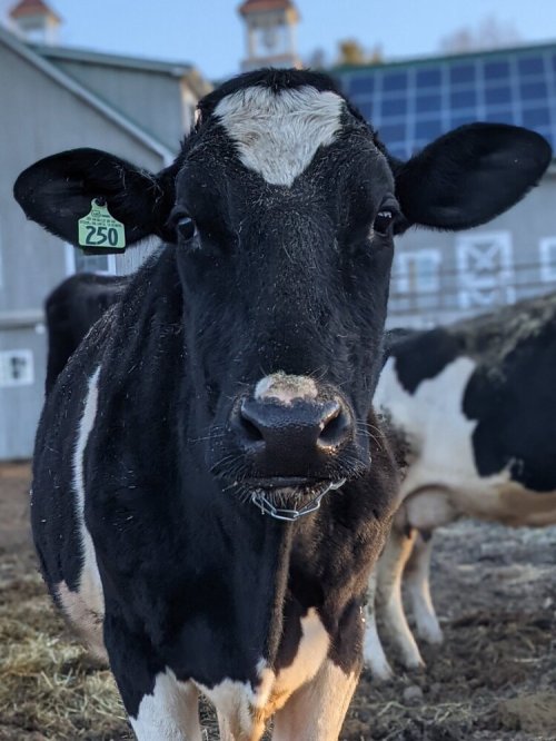 A close-up of a black and white cow with an ear tag, standing in a barn with other cows in the background.