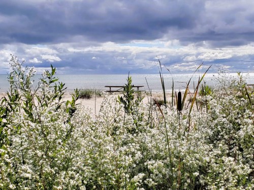 A serene beach scene with flowers in the foreground, a picnic table in the distance, and cloudy skies above.