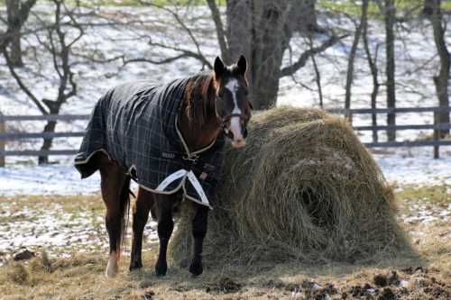 A horse wearing a blanket stands beside a round hay bale in a snowy field. Trees and a fence are in the background.