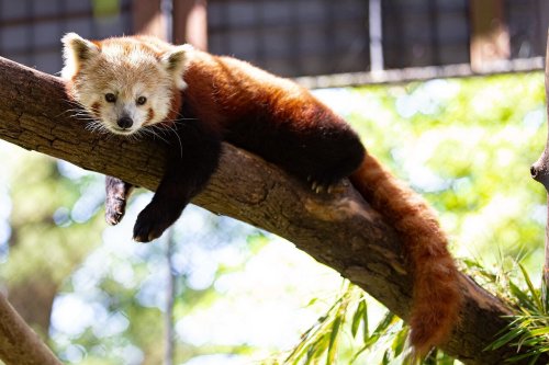 A red panda lounging on a tree branch, with its fluffy tail hanging down and a relaxed expression.