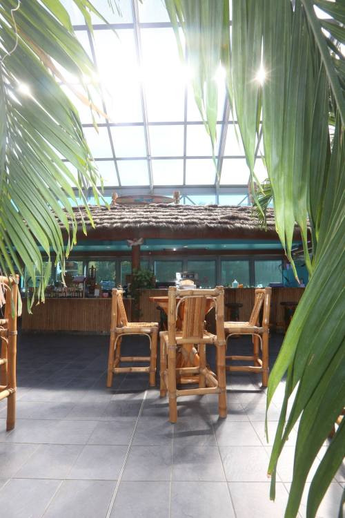 A tropical-themed interior with bamboo chairs, surrounded by lush green plants and a bright skylight above.