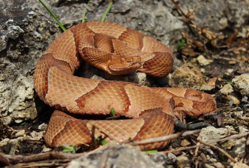 A coiled brown snake resting on rocky ground, blending with its surroundings.