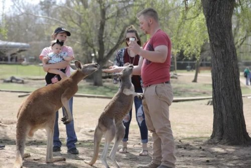 A man feeds kangaroos while two women and a baby watch in a park setting.