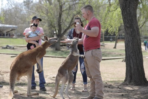 A man feeds kangaroos while a woman holds a baby, and two others watch in a park setting.