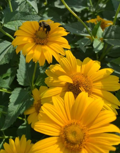 A bee sits on a bright yellow flower, surrounded by more yellow blooms and green leaves.
