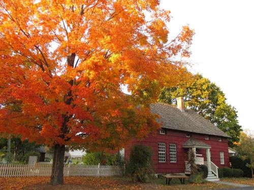 A red house beside a vibrant orange maple tree in autumn, with a white picket fence in the background.